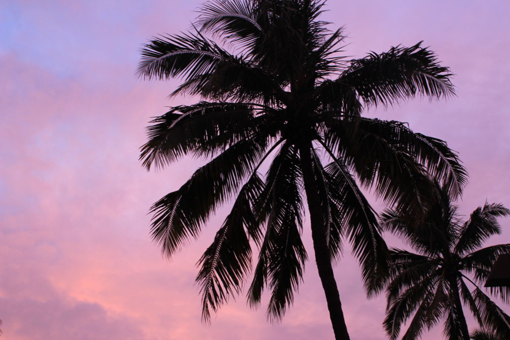 palm tree, Waikiki, Oahu